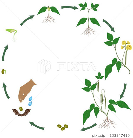 Life cycle of mung bean plant on a white background. 133547419