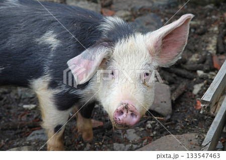 Big Pig Farm Big Pig Farm 133547463