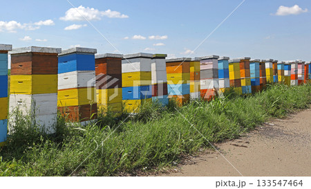 Colorful Beehive in Row Colorful Beehive in Row 133547464