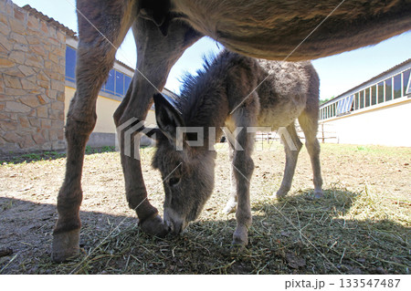Foal Donkey Under Mother 133547487