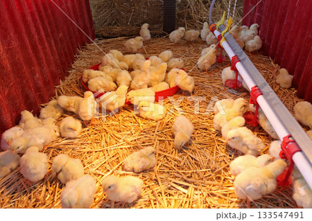 Newborn Chicks Farm 133547491