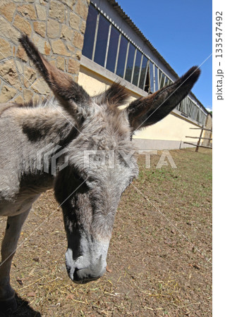 One Donkey Sunny Day 133547492
