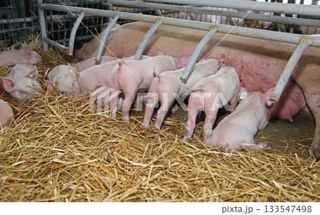 Suckling Piglets Farm 133547498