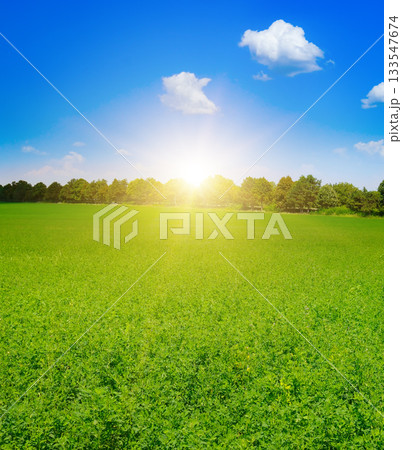 Rural Scenery: Vertical View of a Lush Green Pasture at Sunrise/Sunset Rural Scenery: Vertical View of a Lush Green Pasture at Sunrise/Sunset 133547674