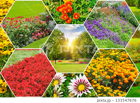 Hexagonal Collage: Variety of Colorful Summer Flowers and Lush Green Park 133547676