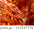 鮮やかな紅葉 133547776