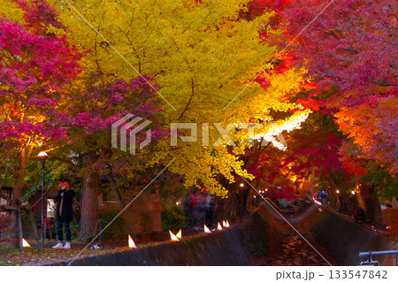 【もみじ回廊の紅葉 河口湖】 【もみじ回廊の紅葉 河口湖】 133547842