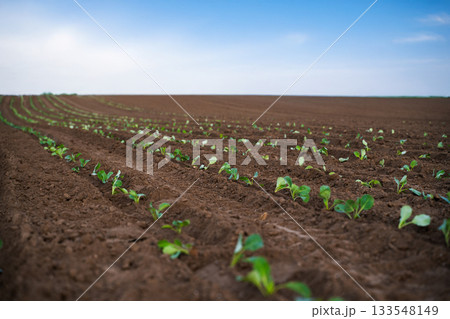 Vast farmland with evenly planted rows of young cabbage under clear sky 133548149