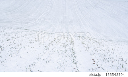 Snowy sloped field with visible crop rows in winter 133548394