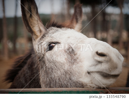 Donkey close up 133548790