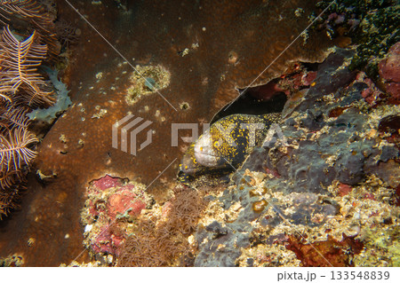 Two snowflake moray eels, Echidna nebulosa, peering out from a coral reef crevice by Verde Island Two snowflake moray eels, Echidna nebulosa, peering out from a coral reef crevice by Verde Island 133548839