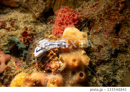A Chromodoris lochi, a species of sea slug, or nudibranch, found in the western Pacific Ocean.  133548841