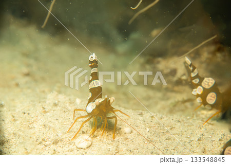 A macro photo of a Sexy shrimp, Holthuis cleaner shrimp or Ancylomenes holthuisi. 133548845