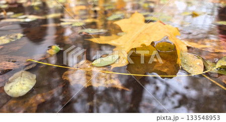 Autumn leaves float on a tranquil pond reflecting nature's beauty 133548953