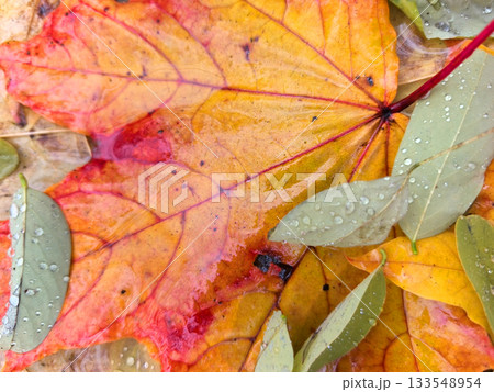 Colorful autumn leaves resting on wet ground after a gentle rain Colorful autumn leaves resting on wet ground after a gentle rain 133548954