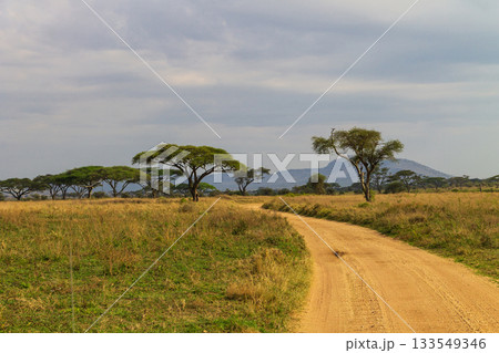 Dirt road in savannah at Serengeti national park, Tanzania 133549346