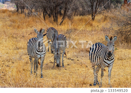 Herd of zebras in savanna in Tarangire national park in Tanzania. Wildlife of Africa Herd of zebras in savanna in Tarangire national park in Tanzania. Wildlife of Africa 133549520