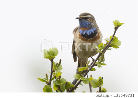 Bluethroat perches gracefully in Fokstumyra Nature Reserve, showcasing its vibrant colors in the Dovrefjell mountains of Norway 133549731