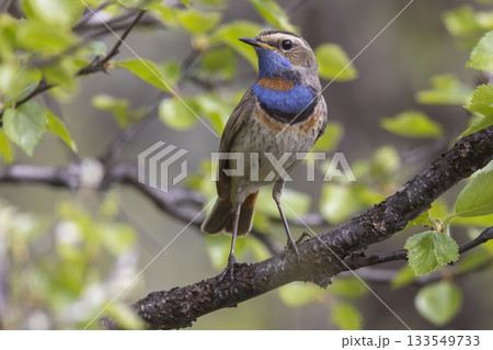 Bluethroat perched on a branch in lush greenery of Fokstumyra Nature Reserve, Dovre Municipality, Norway during spring morning Bluethroat perched on a branch in lush greenery of Fokstumyra Nature Reserve, Dovre Municipality, Norway during spring morning 133549733