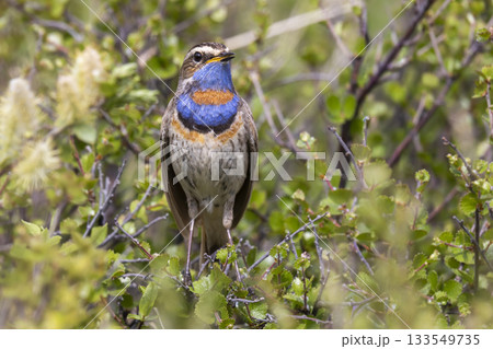 Bluethroat bird in the lush greenery of Fokstumyra Nature Reserve, Dovrefjell mountains, Norway during spring 133549735