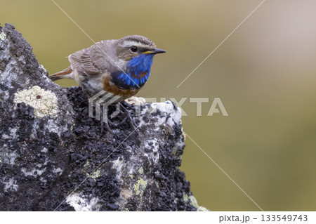 Bluethroat perched on rocky surface in the lush landscapes of Norway during spring season 133549743