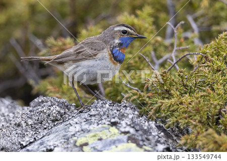 Bluethroat perched on rocky surface in the lush landscapes of Norway during spring season Bluethroat perched on rocky surface in the lush landscapes of Norway during spring season 133549744