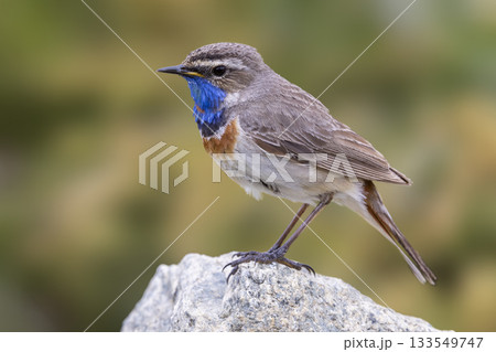 Bluethroat perched on rocky surface in the lush landscapes of Norway during spring season 133549747