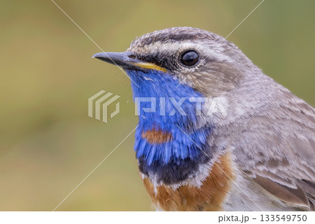 Bluethroat perched peacefully in Norway displaying vibrant plumage during early morning light 133549750