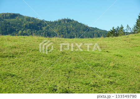 Alpine nature, green grass and mountains in the distance. Alpine nature, green grass and mountains in the distance. 133549790