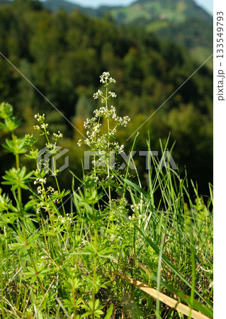 Close-up of Wild White Bedstraw Flowers in a Meadow 133549793