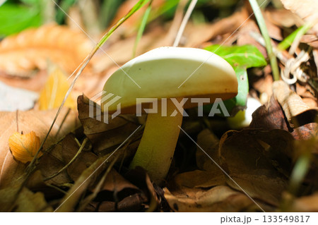 Wild White Mushroom Growing on Forest Floor in Autumn 133549817
