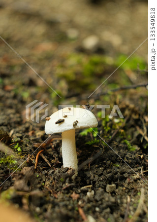 Wild White Mushroom Growing on Forest Floor in Autumn Wild White Mushroom Growing on Forest Floor in Autumn 133549818