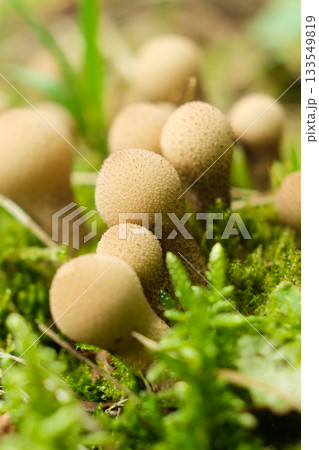 Pearl Puffball Mushroom Lycoperdon perlatum in Forest Pearl Puffball Mushroom Lycoperdon perlatum in Forest 133549819
