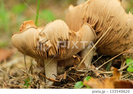 Wild Brown Mushrooms with Prominent Gills in Forest Wild Brown Mushrooms with Prominent Gills in Forest 133549820