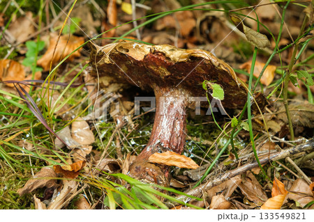Wild Mushroom Growing on the Forest Floor Wild Mushroom Growing on the Forest Floor 133549821