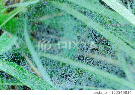Macro View of Spider Web with Morning Dew Drops Macro View of Spider Web with Morning Dew Drops 133549834