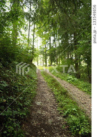 Summer hiking trail winding through lush green deciduous forest landscape Summer hiking trail winding through lush green deciduous forest landscape 133549856