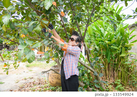 An old woman is happily gardening 133549924
