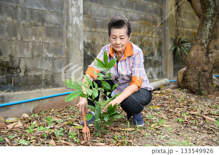 An old woman is happily gardening An old woman is happily gardening 133549926