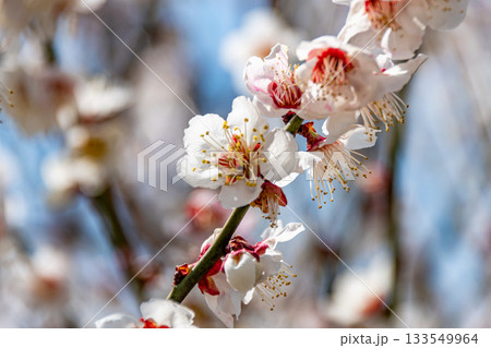 梅の花 梅の花 133549964