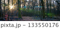 AnAmorphic Lens Blue Flare - Sunset Landscape in the Forest. 133550176