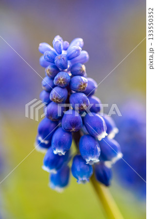 ムスカリ 133550352