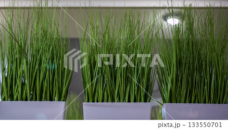 Indoor ornamental grass plants in white pots brighten a modern office decor scene Indoor ornamental grass plants in white pots brighten a modern office decor scene 133550701