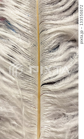 Close up macro texture of a symmetrical white ostrich feather with a central beige quill or shaft 133550872