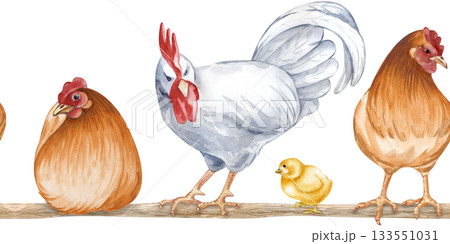 Horizontal seamless border of sessile and standing farm birds on a roost. Watercolor illustration of a poultry yard on an isolated background. Brown hens, a white rooster and chicks on a perch. 133551031