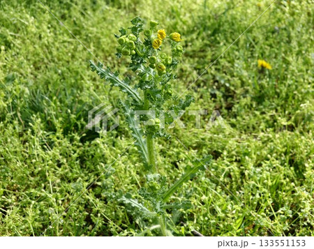 A close-up of flower buds of the narrow-leaved ragwort against a blurred background. The Latin name is Senecio inaequidens. A close-up of flower buds of the narrow-leaved ragwort against a blurred background. The Latin name is Senecio inaequidens. 133551153