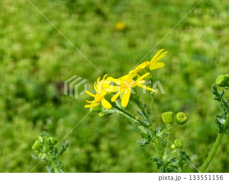 Close-up of the flower buds and flowers of the narrow-leaved ragwort against a blurred background. The Latin name is Senecio inaequidens. 133551156