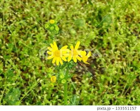 A close-up of the yellow flowers of the narrow-leaved ragwort against a blurred background. The Latin name is Senecio inaequidens. 133551157