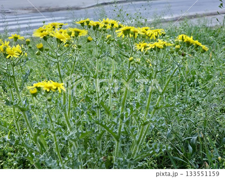 A close-up of yellow-flowered ragwort against a blurred background. Its Latin name is Senecio inaequidens. A close-up of yellow-flowered ragwort against a blurred background. Its Latin name is Senecio inaequidens. 133551159