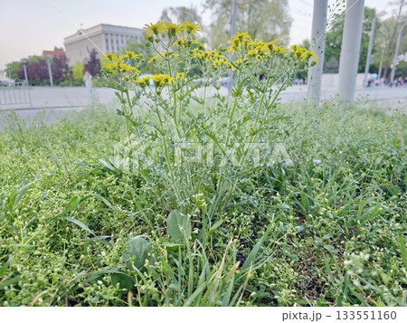Close-up of yellow-flowered ragwort against a blurred background. Its Latin name is Senecio inaequidens. 133551160
